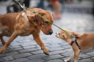 ivaros kutyák egymáshoz szoktatása